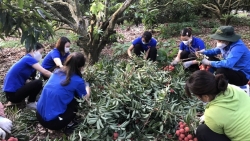 Mùa vải lịch sử và kỳ tích từ tâm dịch Bắc Giang