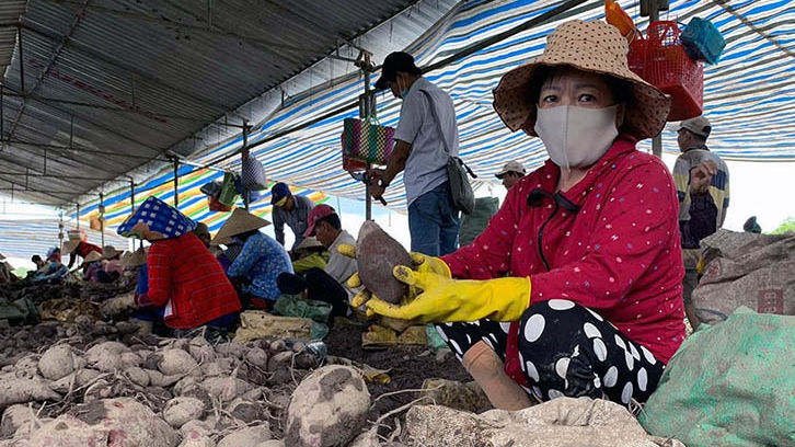 Hợp lực tiêu thụ nông sản cho 19 tỉnh miền Nam trong điều kiện giãn cách