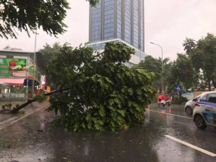 bao wipha ve trong dem gio lon quat cay coi ngon ngang o ha noi