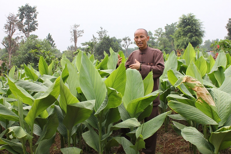 Để dược liệu hữu cơ “nở hoa” trên đất rừng trồng keo