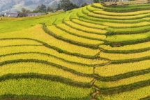 Ngẩn ngơ trước vẻ đẹp Sa Pa mùa lúa chín