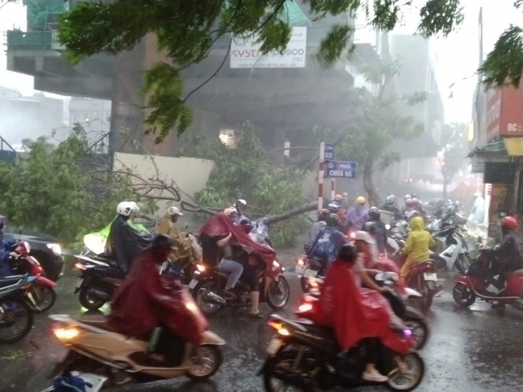 Hà Nội chưa đón bão, dông lốc đã làm cây đổ la liệt, 1 người chết