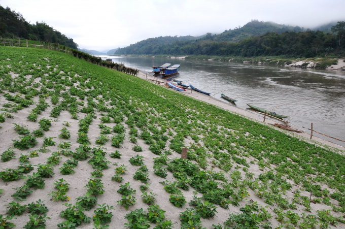 Đoạn sông Mekong chảy qua làng biên giới Pak Beng, nằm giữa biên giới Luang Prabang (Lào) và Huay Xai (Thái Lan). Ảnh: International River