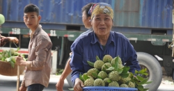 Lạng Sơn: Thương lái đổ về chợ na lớn nhất miền Bắc, ngã giá "đẹp" 40.000-50.000 đồng/kg