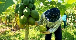 “Giải cứu” hơn 1,5 tấn đu đủ giúp gia đình có 2 bệnh nhân Covid-19