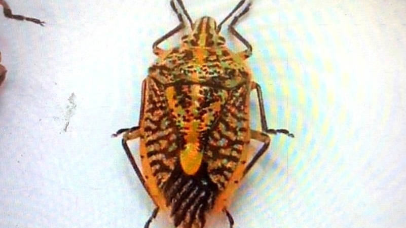 Cả gia đình bị ngộ độc do ăn bọ xít