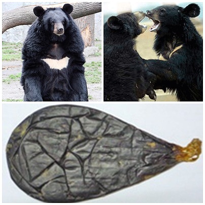 Uống mật gấu độc khủng khiếp thế này, biết rồi 