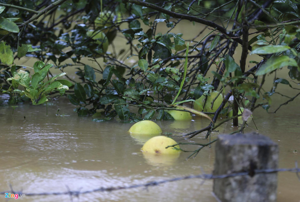 nguoi dan om lon lai may cay chay lu