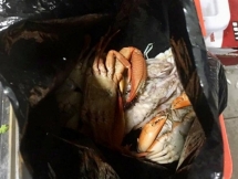 Chủ nhà hàng tố khách ăn buffet lấy đồ mang về, dân mạng thốt lên "miếng ăn là miếng tồi tàn"