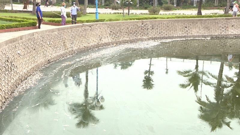 Thành phố Hạ Long: Cá chết bốc mùi hôi thối nồng nặc tại hồ điều hòa