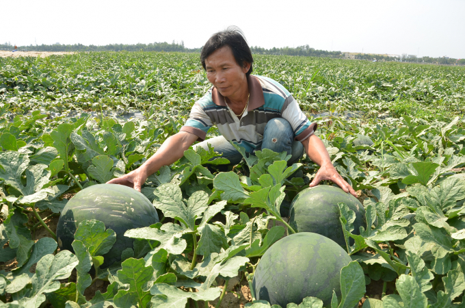 Những trái dưa hấu lớn nhanh như thổi