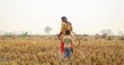 Cảnh báo ozone gây thiệt hại nghiêm trọng cho mùa màng