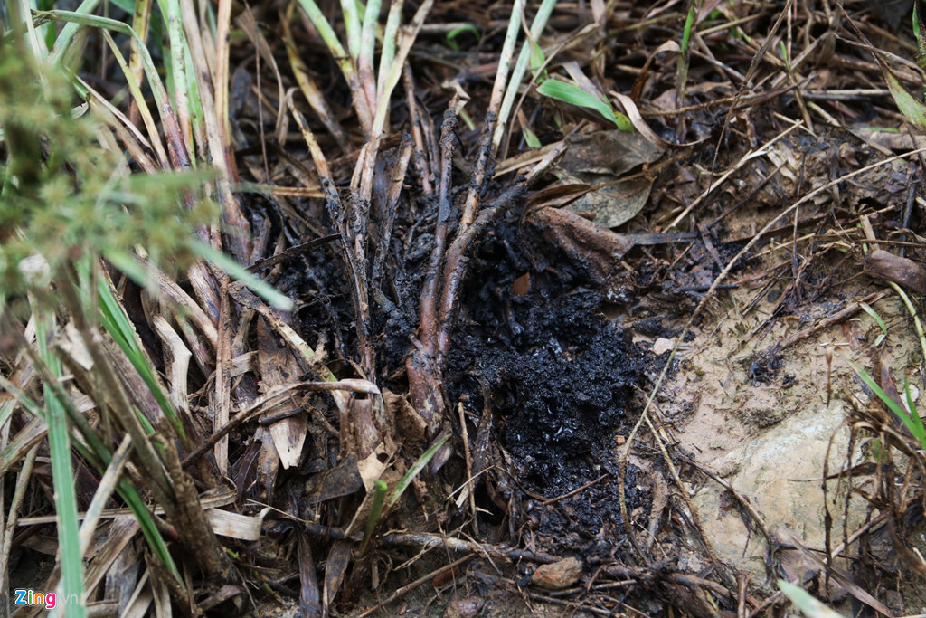 dong suoi gan nha may nuoc song da van den kit sau 1 tuan bi do dau