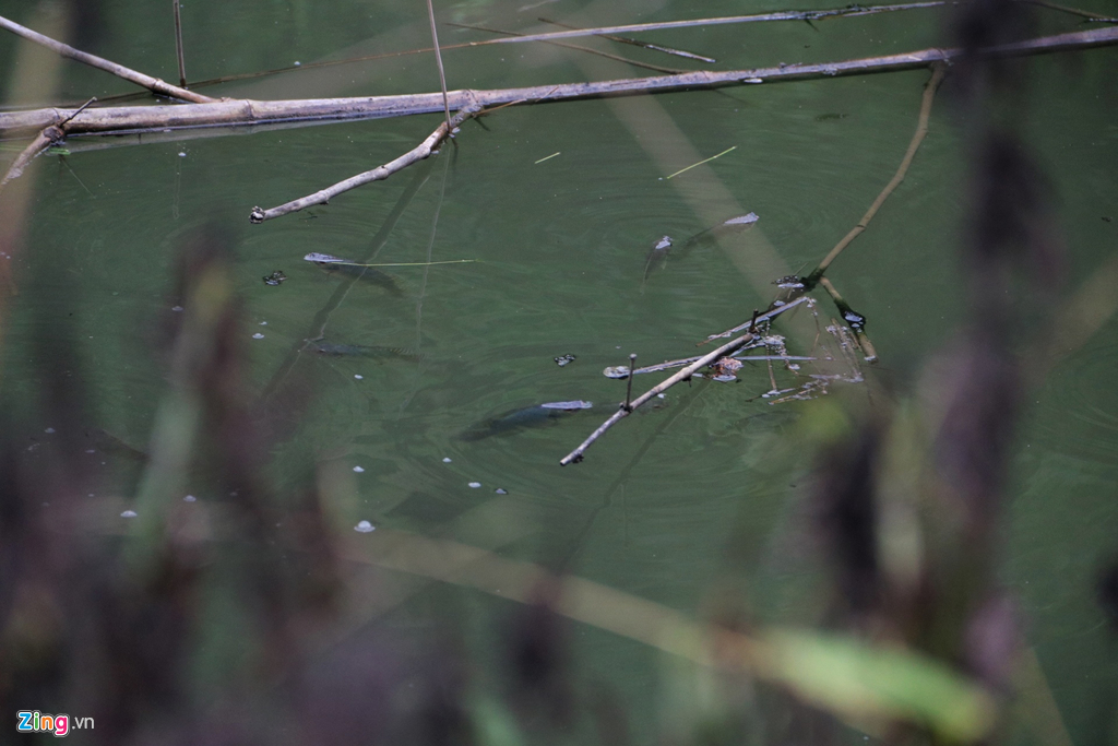 dong suoi gan nha may nuoc song da van den kit sau 1 tuan bi do dau