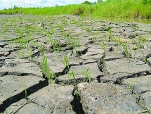 GS Ngô Bảo Châu đặt câu hỏi "Lần cuối bạn trồng cây là khi nào?"