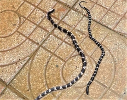 Rắn độc bò vào trụ sở xã và nhà dân sau lũ