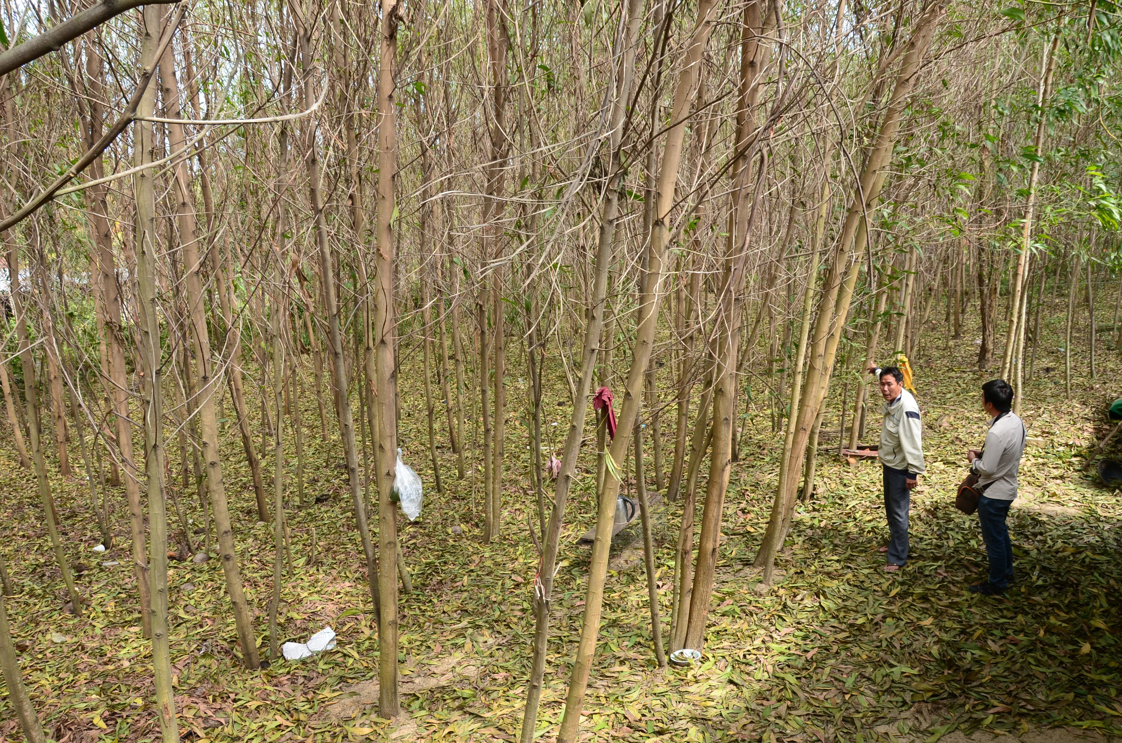 Cây héo úa bất thường quanh dự án thép