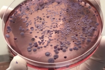 Gia đình có 3 con tử vong ở Sóc Sơn, tìm thấy mẫu đất trong vườn chứa Whitmore