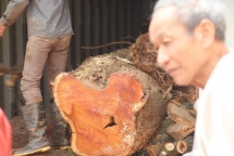 Vì sao lô gỗ sưa “trăm tỷ” bị ế, bán đấu giá liên tục thất bại?