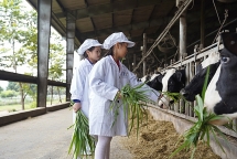 Học sinh háo hức trải nghiệm tại "ngôi nhà của các cô bò sữa"