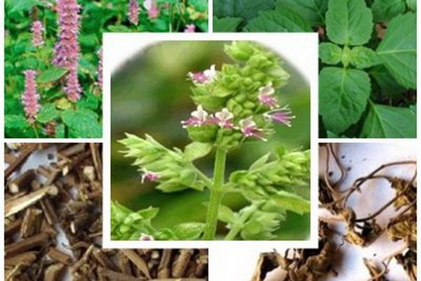 Thuốc Nam trị đau bụng tiêu chảy do hàn thấp