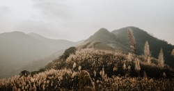 Lạc vào thiên đường cỏ lau đẹp như tranh ngay gần Hà Nội