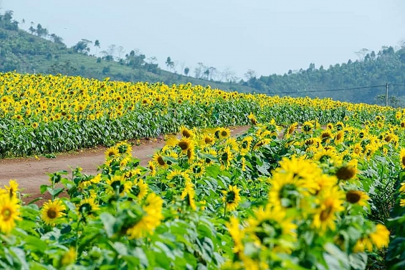 Anh hùng lao động Thái Hương: “Phải làm một bếp ăn tử tế cho người Việt”