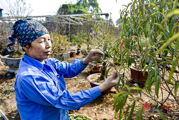 Làng đào Nhật Tân vào mùa tuốt lá, nông dân tranh thủ làm thêm mỗi ngày có 350.000 đồng