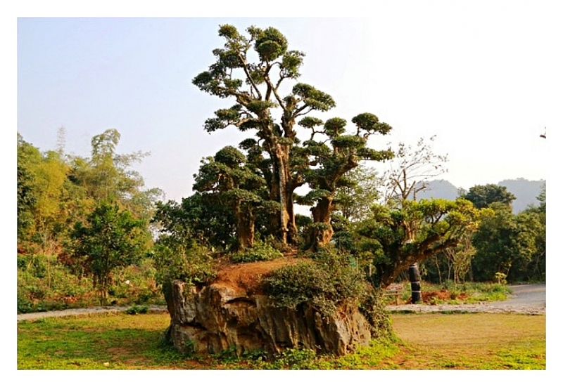 Những cổ thụ ngàn năm tuổi, tiền tấn không thể mua