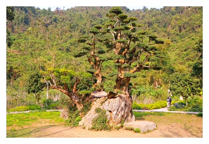 Những cổ thụ ngàn năm tuổi, tiền tấn không thể mua