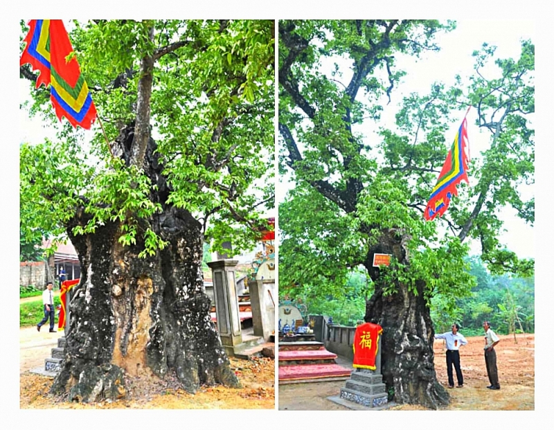 Những cổ thụ ngàn năm tuổi, tiền tấn không thể mua