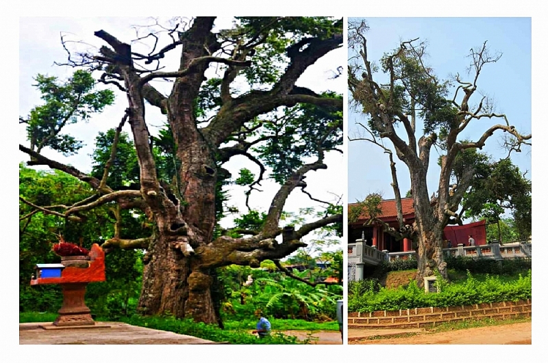 Những cổ thụ ngàn năm tuổi, tiền tấn không thể mua