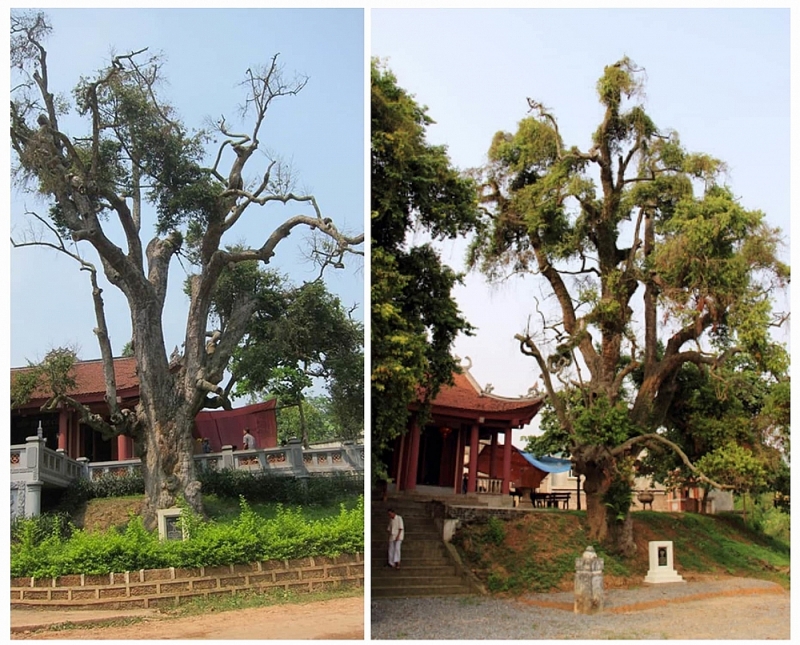 Những cổ thụ ngàn năm tuổi, tiền tấn không thể mua