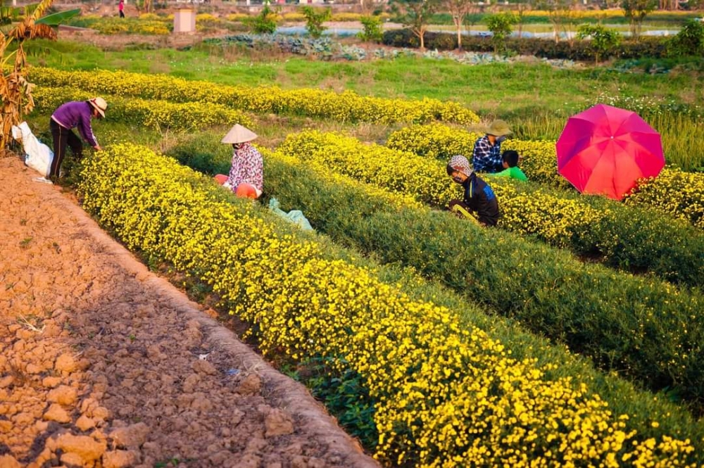 Bình minh trên cánh đồng cúc chi Hưng Yên