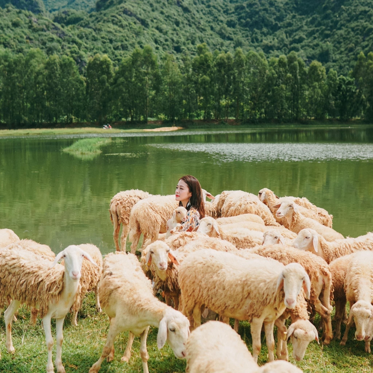 Dù chỉ mới xuất hiện trong thời gian gần đây nhưng cánh đồng cừu ở Ninh Bình nhanh chóng chiếm trọn trái tim của biết bao tín đồ sống ảo. Cừu ở đây được chăn thả dọc theo triền đê, chúng đi lại tự do, thong thả ăn cỏ, tạo nên một bức tranh thiên nhiên đẹp và mộng mơ vô cùng.
