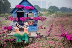 Đồi hoa ngọc thảo, dạ yến thảo đẹp như tranh tại Hà Nội bung nở trước tết