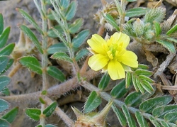 Bạch tật lê chữa nhức đầu, mắt đỏ