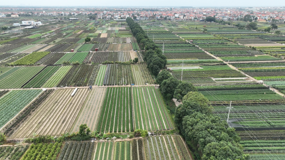 Nhiều năm qua, huyện Mê Linh càng ngày càng khẳng định vị thế là thủ phủ của các loài hoa với nhiều mô hình sản xuất lớn, chất lượng