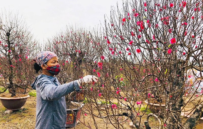 Hoa đào làng nghề Đông Thai (Thường Tín) đón mùa Xuân về