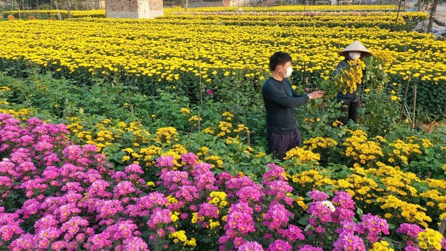 Làng hoa Viên Sơn (Sơn Tây) rộn ràng vụ Tết