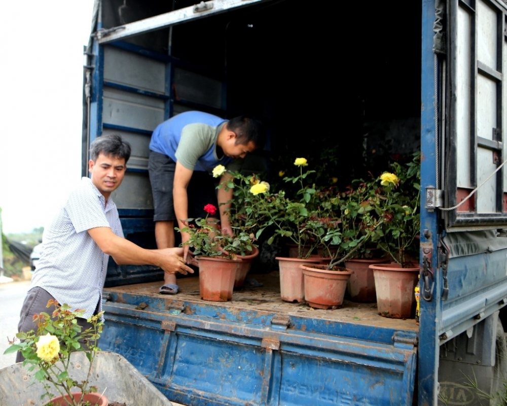 Hoa Mê Linh được vận chuyển vào nội thành và các tỉnh lân cận