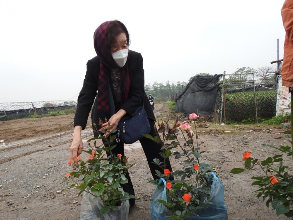 Không ít người dân từ nội thành Hà Nội tới chợ hoa Mê Linh để mua sắm, kết hợp thưởng ngoạn