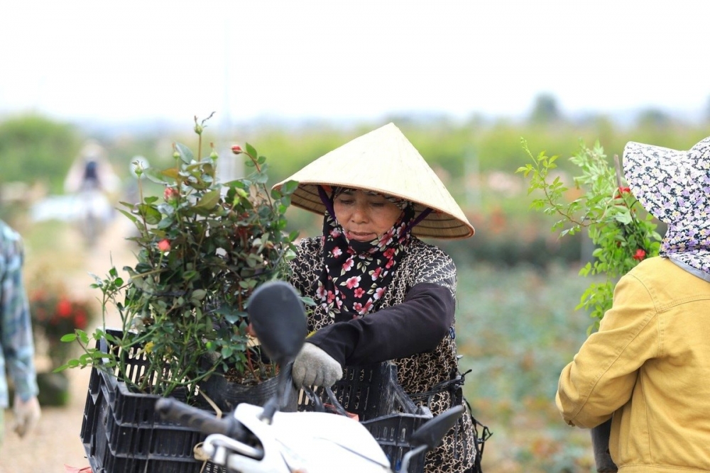 Nông dân thu hoạch hoa, chuyển tới chợ hoa