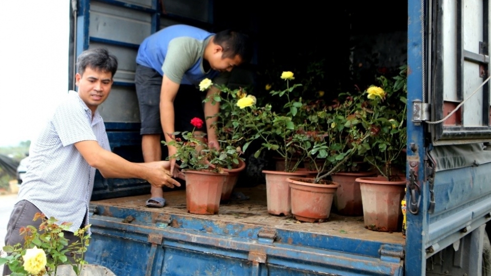 Nông dân Mê Linh chạy đua với thời gian ngày giáp Tết