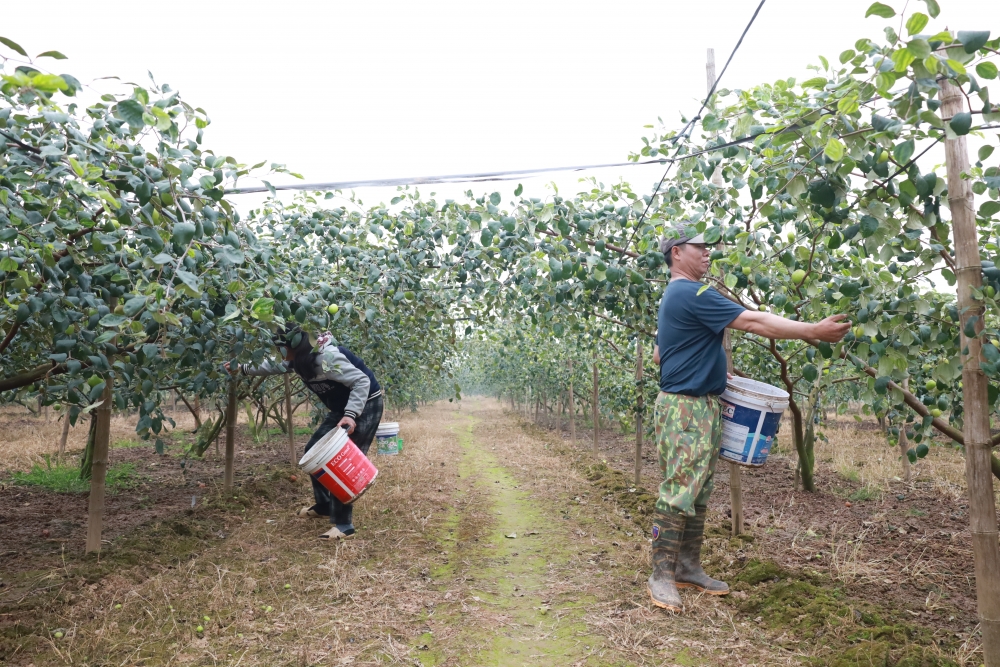 ản phẩm táo Minh Châu từ lâu đã được người tiêu dùng đánh giá cao về chất lượng với đặc trưng giòn, ngọt, mát, an toàn