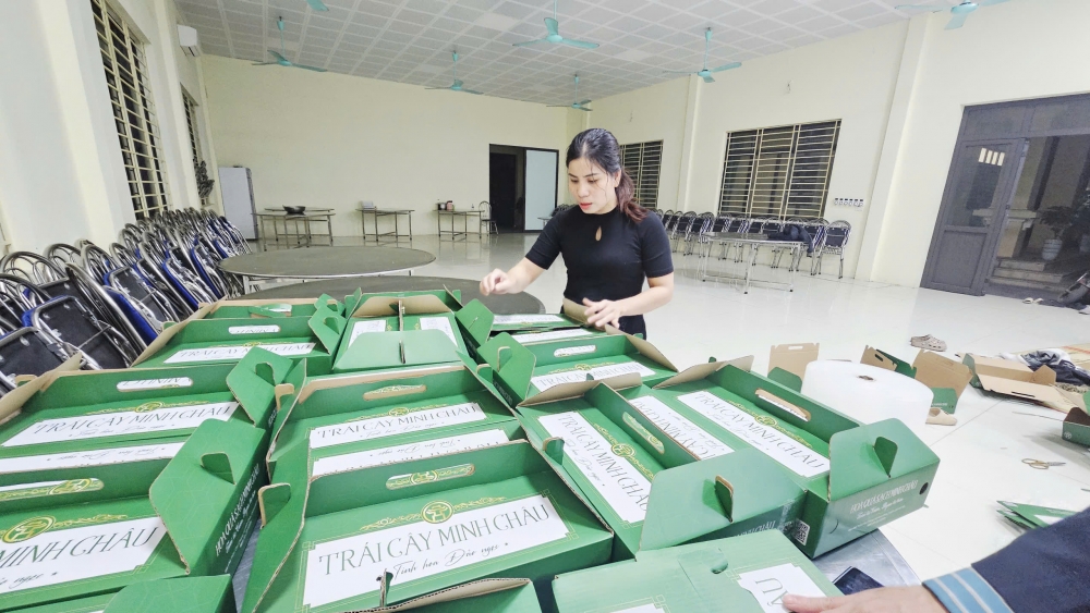 Tinh hoa Đảo Ngọc – từ vườn táo Minh Châu đến thị trường quà Tết Thủ đô