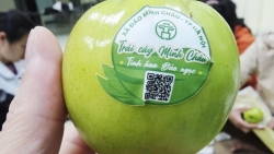 Tinh hoa Đảo Ngọc – từ vườn táo Minh Châu đến thị trường quà Tết Thủ đô