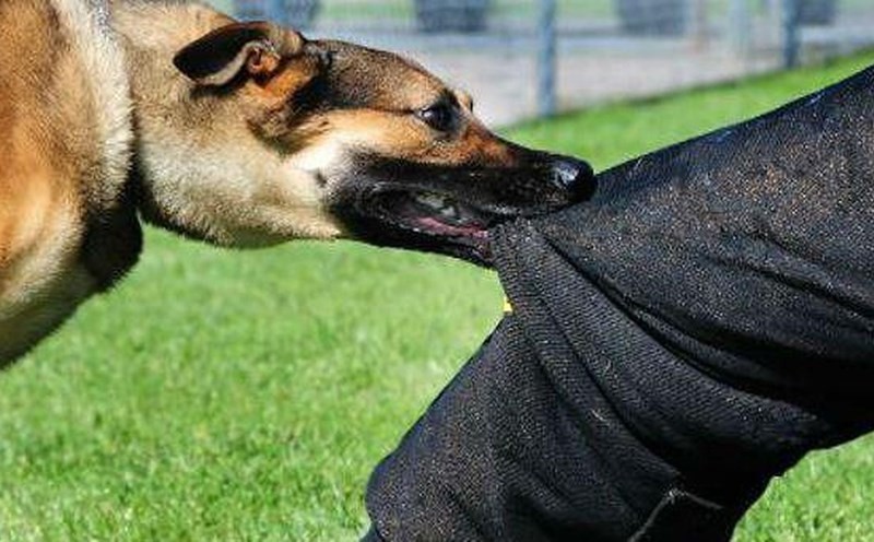 Cảnh báo nhiều tai nạn thương tâm do chó cắn xảy ra sau Tết