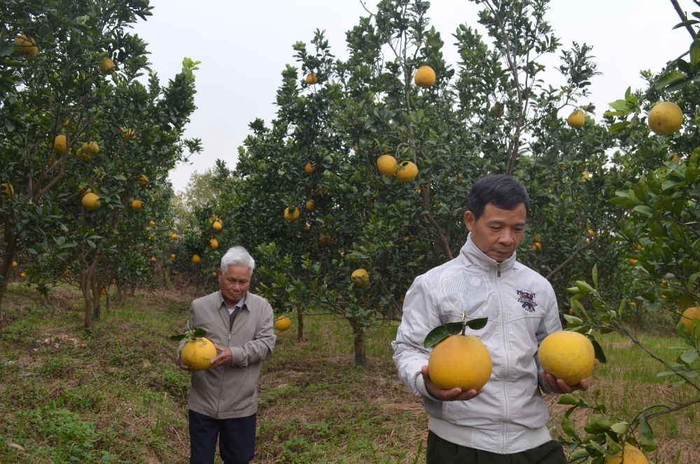  ông Trương Văn Cự với 375 gốc bưởi với khoảng 16 nghìn quả bưởi đang cho thu hoạch,tới thời điểm này khách đã đến bất được nửa vườn. Dự kiến năm nay trừ chi phí gia đình cho thu lời khoảng 500 triệu đồng.