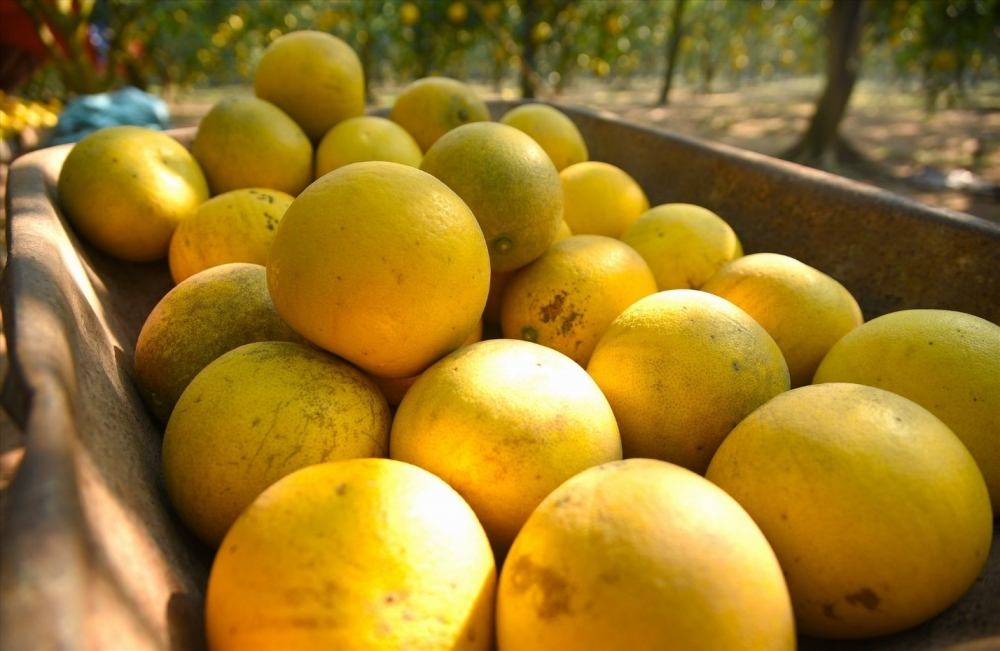 Chất lượng sản phẩm tạo nên thương hiệu, người dân TDP số 9 đang xây dựng thương hiệu Bưởi Diễn Ấp Tre – Đặc sản thơm vị Tết